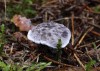 lošáček černý (Houby), Phellodon niger (Fungi)